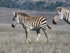 Equus quagga