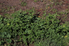 Solanum physalifolium nitidibaccatum