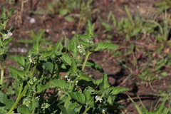 Solanum physalifolium nitidibaccatum