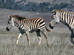 Equus quagga