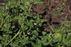 Solanum physalifolium nitidibaccatum