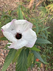 Hibiscus heterophyllus
