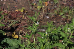 Solanum physalifolium nitidibaccatum