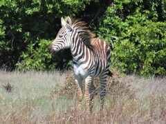 Equus quagga