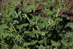 Solanum physalifolium nitidibaccatum