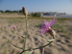 Centaurea arenaria