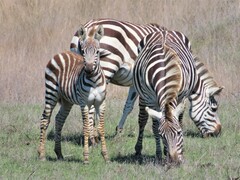 Equus quagga