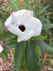 Hibiscus heterophyllus