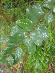 Xylosma maidenii