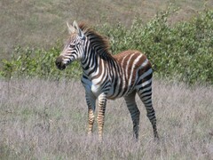 Equus quagga