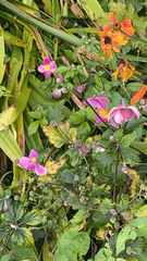 Eriocapitella hupehensis