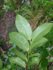 Elaeodendron curtipendulum