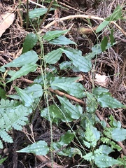 Smilax sieboldii