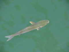 Mugilidae