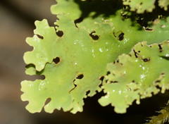 Pseudocyphellaria glabra