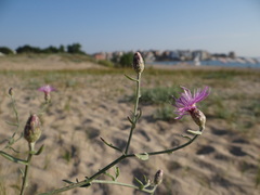 Centaurea arenaria