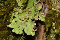 Pseudocyphellaria glabra