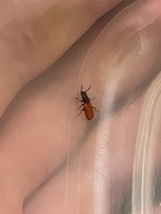 Zenodosus sanguineus