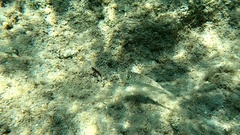 Torquigener flavimaculosus