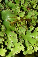 Pseudocyphellaria glabra