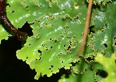 Pseudocyphellaria glabra