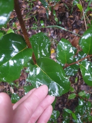 Xylosma maidenii