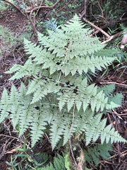 Dryopteris paleolata