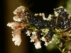 Pseudocyphellaria glabra