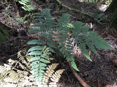 Dryopteris paleolata