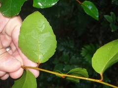Xylosma maidenii