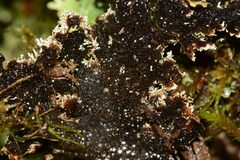 Pseudocyphellaria glabra