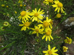 Senecio spanomerus
