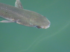 Mugilidae