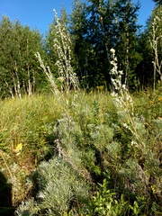 Artemisia sericea