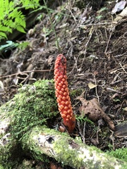 Balanophora laxiflora
