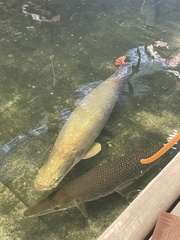 Arapaima