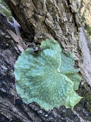 Platycerium superbum