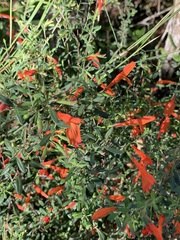 Clinopodium coccineum