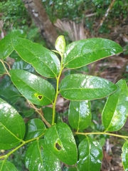 Celtis conferta amblyphylla