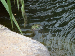 Lithobates chiricahuensis