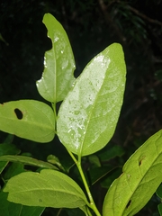 Celtis conferta amblyphylla
