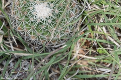 Mammillaria grusonii