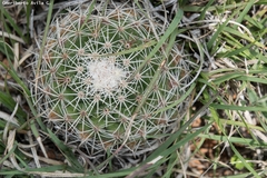 Mammillaria grusonii