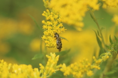 Perdita octomaculata