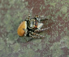 Carrhotus xanthogramma