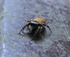 Carrhotus xanthogramma