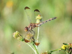 Sympetrum infuscatum