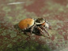 Carrhotus xanthogramma