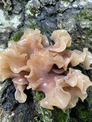 Phaeotremella foliacea