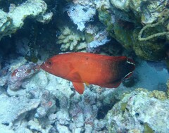 Cephalopholis urodeta